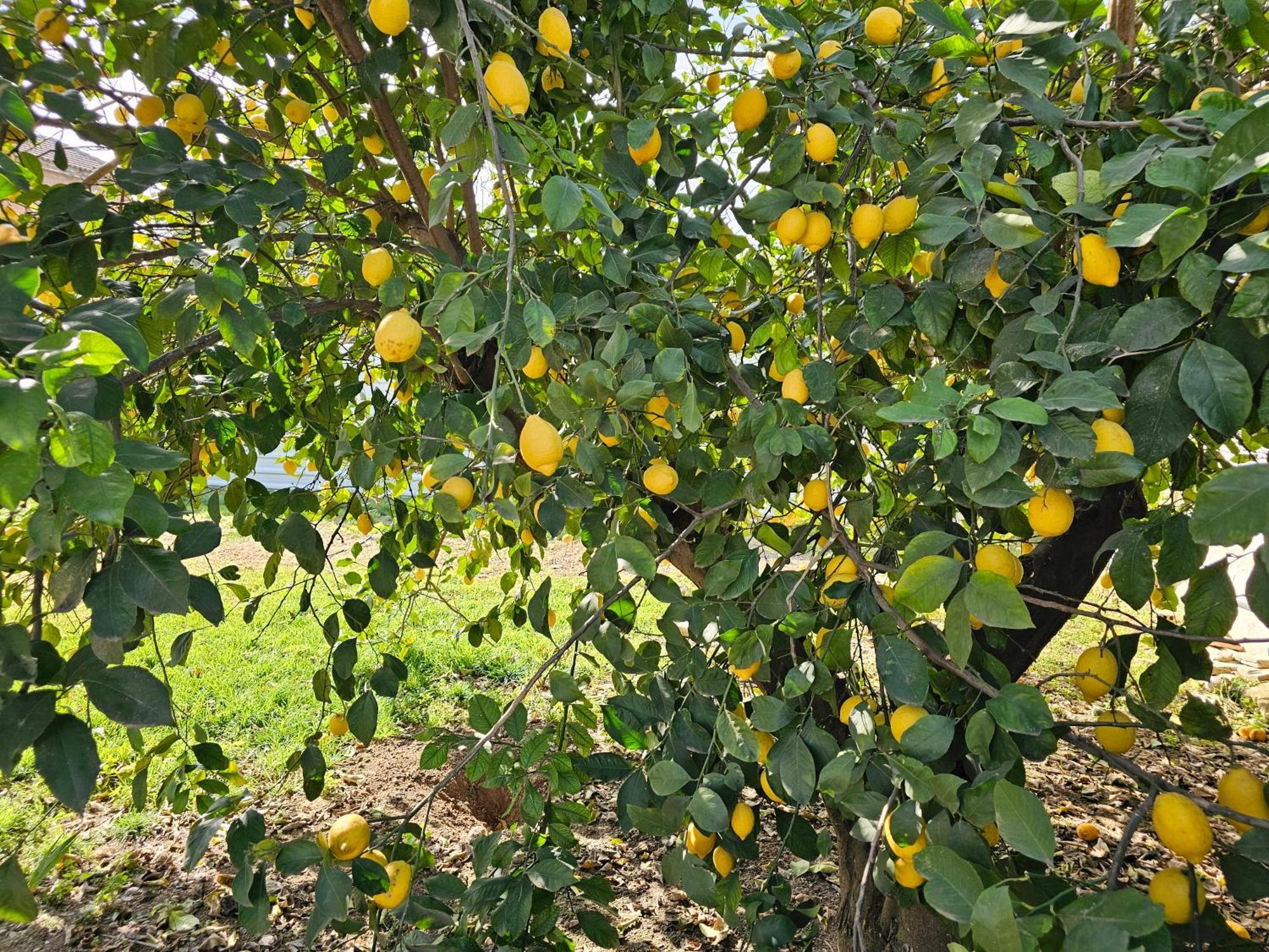 La Orquidea De Cordoba Villa Kültér fotó
